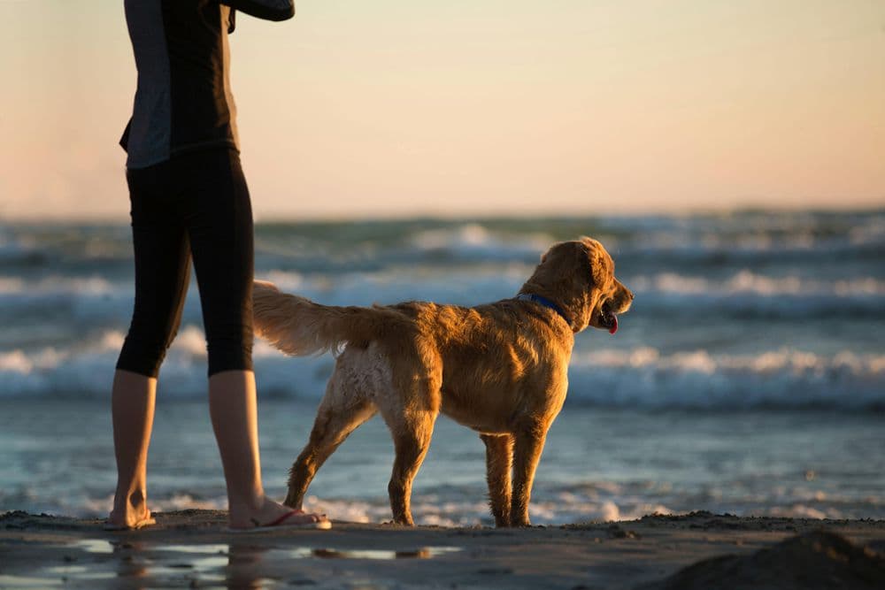 Happy dog running on Grayland Beach